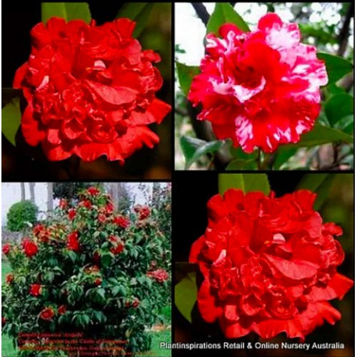 Camellia Beni-arajishi x 1 Plants Double Red Peony Flowering Cottage Garden Shrubs Shade Trees Evergreen Double Flowers japonica 